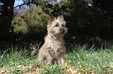 CAIRN TERRIER 079